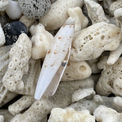 Terebellum terebellum