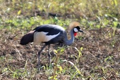 Balearica regulorum regulorum