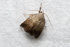 Tortricopsis pyroptis