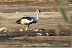 Balearica regulorum regulorum