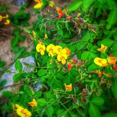 Crotalaria senegalensis