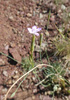 Dianthus multiceps - Photo (c) Carles Fabregat, some rights reserved (CC BY-NC), uploaded by Carles Fabregat