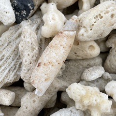 Terebellum terebellum