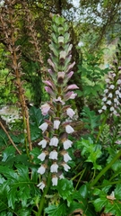 Acanthus mollis