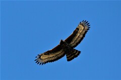 Stephanoaetus coronatus