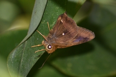 Hasora badra