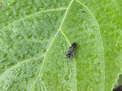 Liris subtessellatus