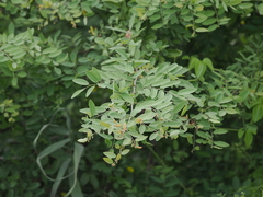 Phyllanthaceae