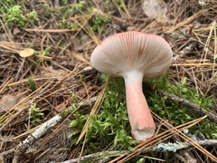 Russula paludosa