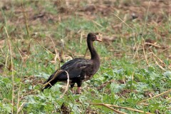 Plectropterus gambensis