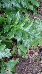 Acanthus mollis