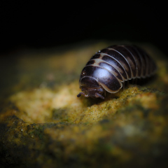 Glomeridae