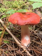 Russula paludosa