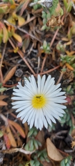 Lampranthus reptans