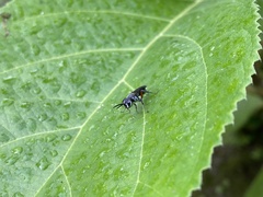 Liris subtessellatus