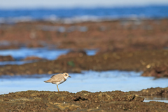 Charadrius leschenaultii