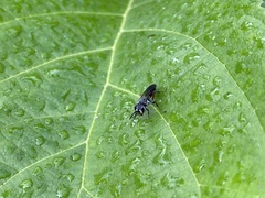 Liris subtessellatus