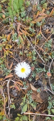 Lampranthus reptans