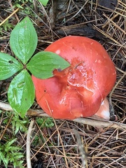 Russula paludosa