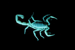 Buthacus yotvatensis