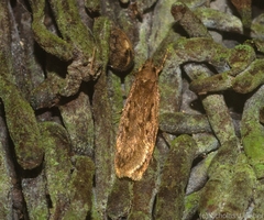 Barea pyrora