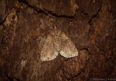 Polyclysta hypogrammata