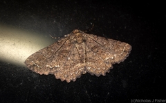 Paradromulia ambigua