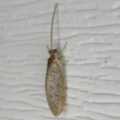 Hemerobius