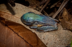 Pelodryadidae