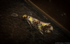 Monopis chrysogramma