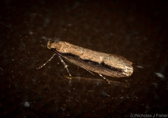 Leptocroca sanguinolenta