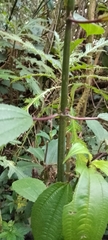 Chloranthaceae