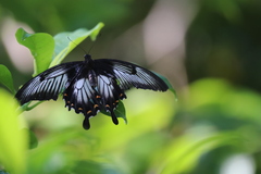 Papilio ascalaphus