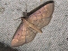 Herpetogramma phaeopteralis