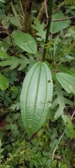 Chloranthaceae