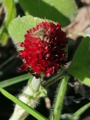 Trifolium incarnatum