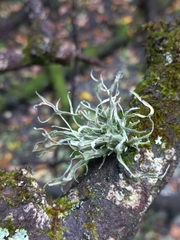 Ramalina farinacea