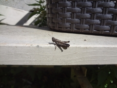 Omocestus