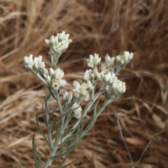 Pseudognaphalium leucocephalum