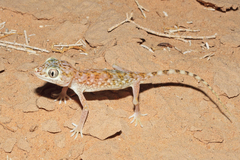 Stenodactylus doriae