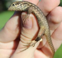 Leiocephalus carinatus