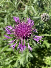 Centaurea