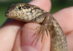 Leiocephalus carinatus