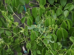 Causonis trifolia