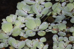 Pistia stratiotes