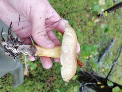 Suillus bovinus