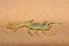 Buthacus yotvatensis