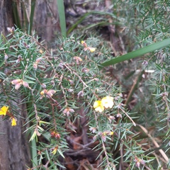 Pultenaea juniperina