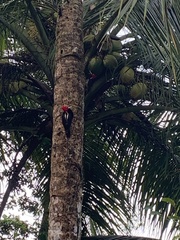 Campephilus guatemalensis