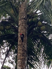 Campephilus guatemalensis